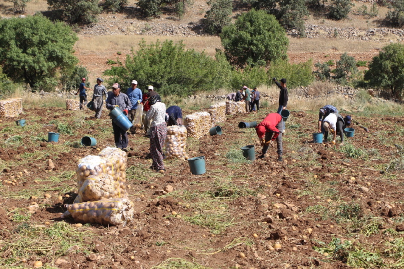 Mardin’in Ömerli ilçesinde patates