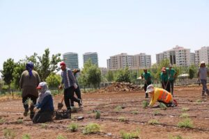 Diyarbakır’ın ilk Tıbbi Aromatik Bitkiler Bahçesi kuruluyor