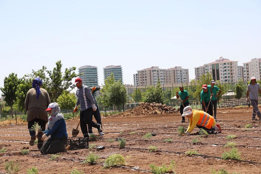 Kayapınar Belediyesi tarafından Diyarbakır’ın