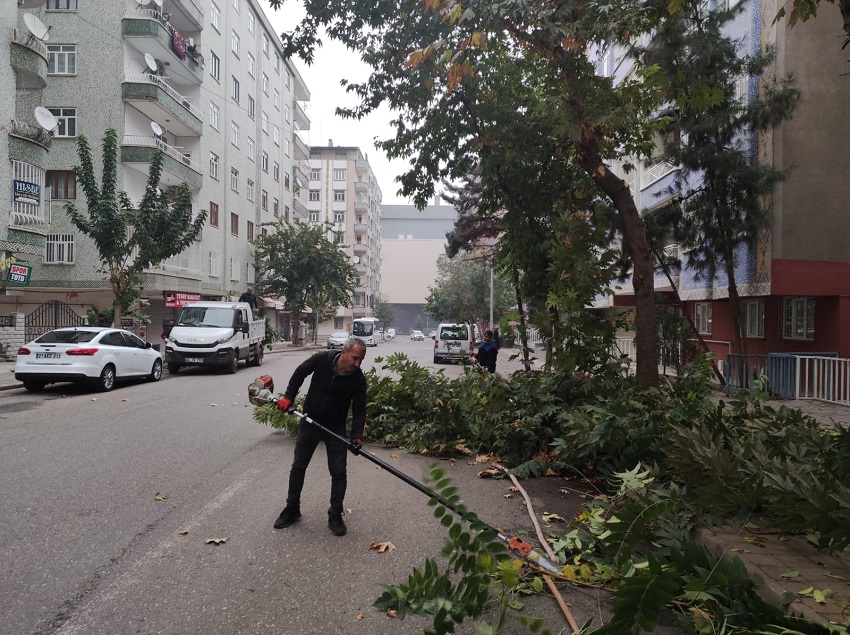 Bağlar Belediyesi’nden ağaç bakımı