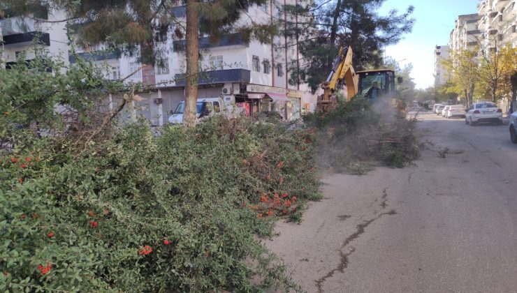 Görüntü kirliliği oluşturan ağaçlar budandı