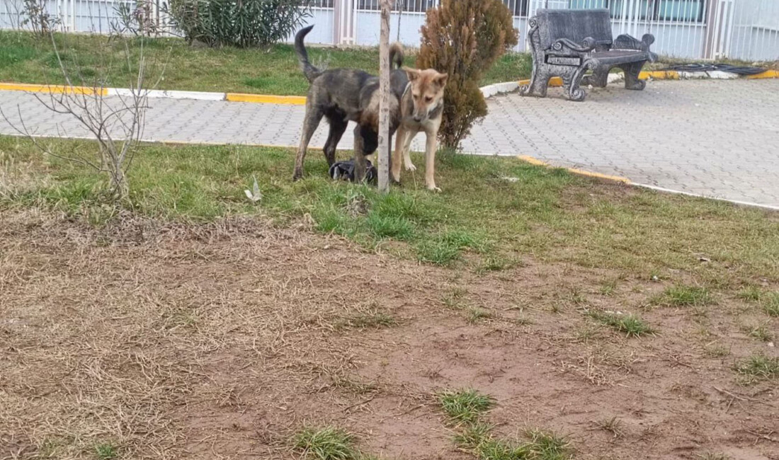 Diyarbakır'da otoparka ait köpeğin