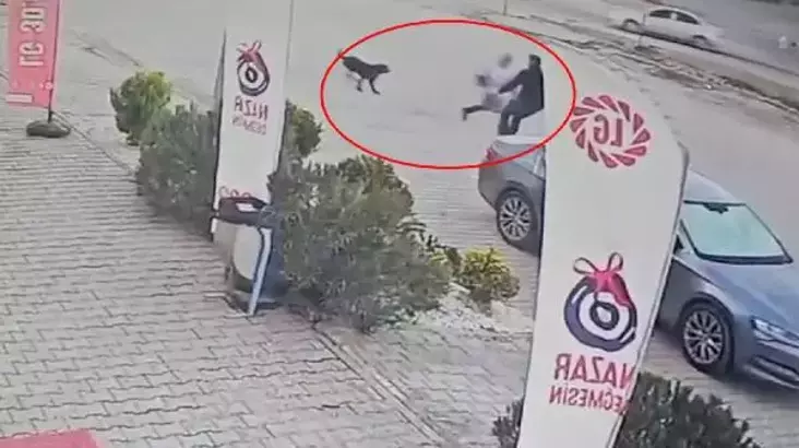 Köpeklerin saldırdığı çocuğu esnaf