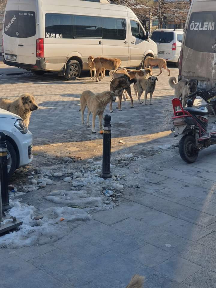 HANİDE VATANDAŞLARDAN BARINAK ÇAĞRISI