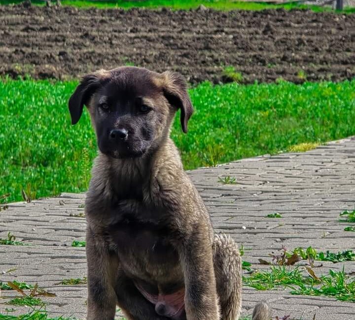 Diyarbakır Hani ilçesinde sokak