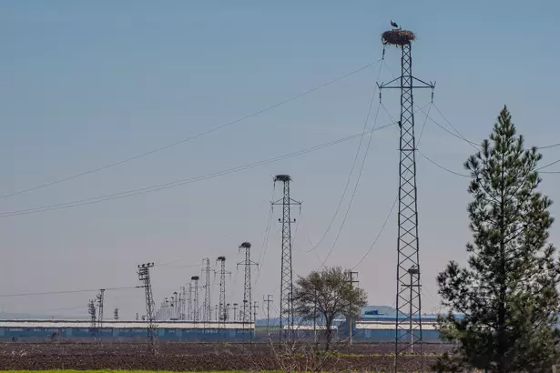 Leylekler, kışı Dicle Vadisi’nde geçirdi