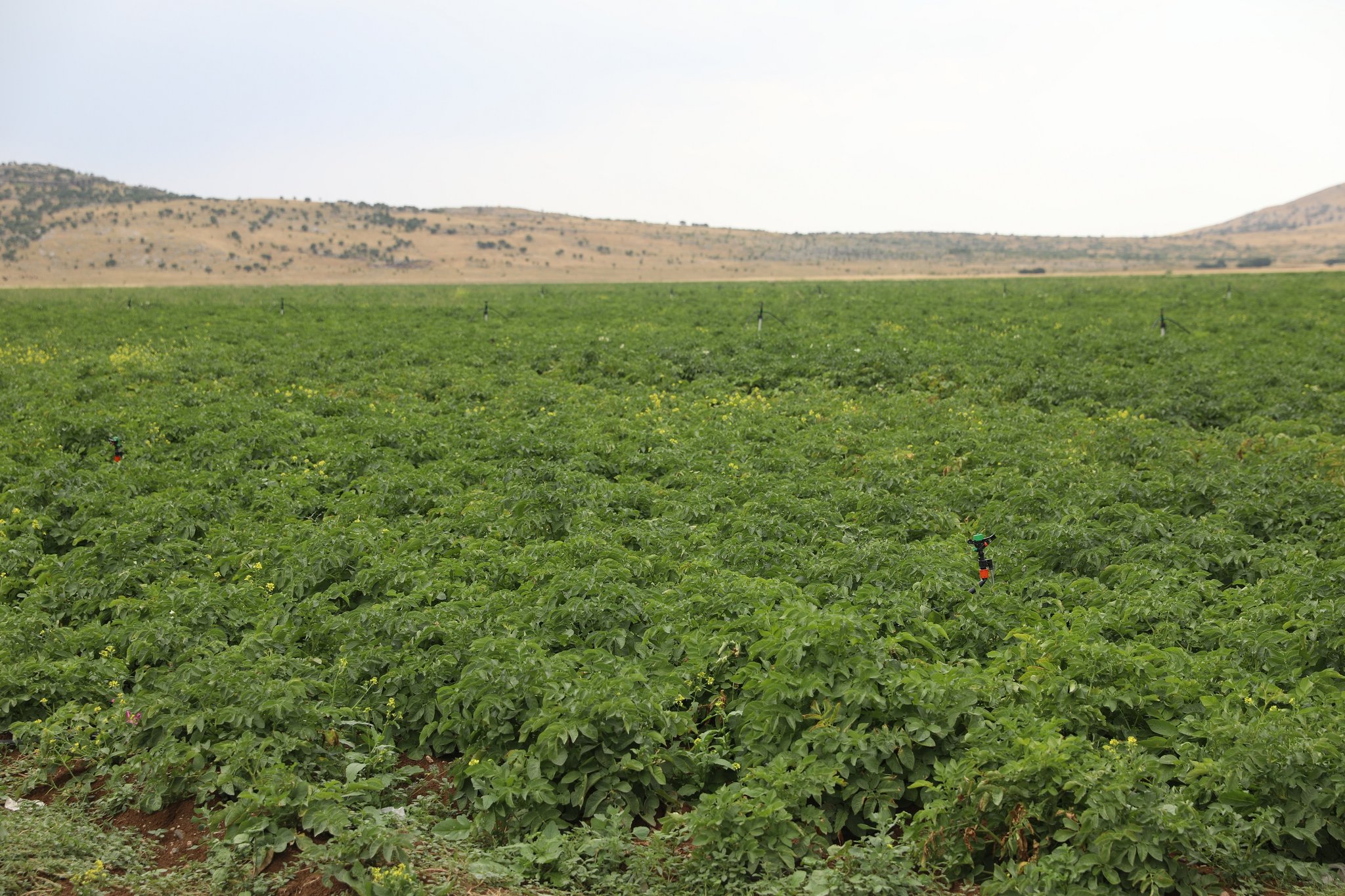 Ergani, patates ekiminde önemli bir potansiyele sahip