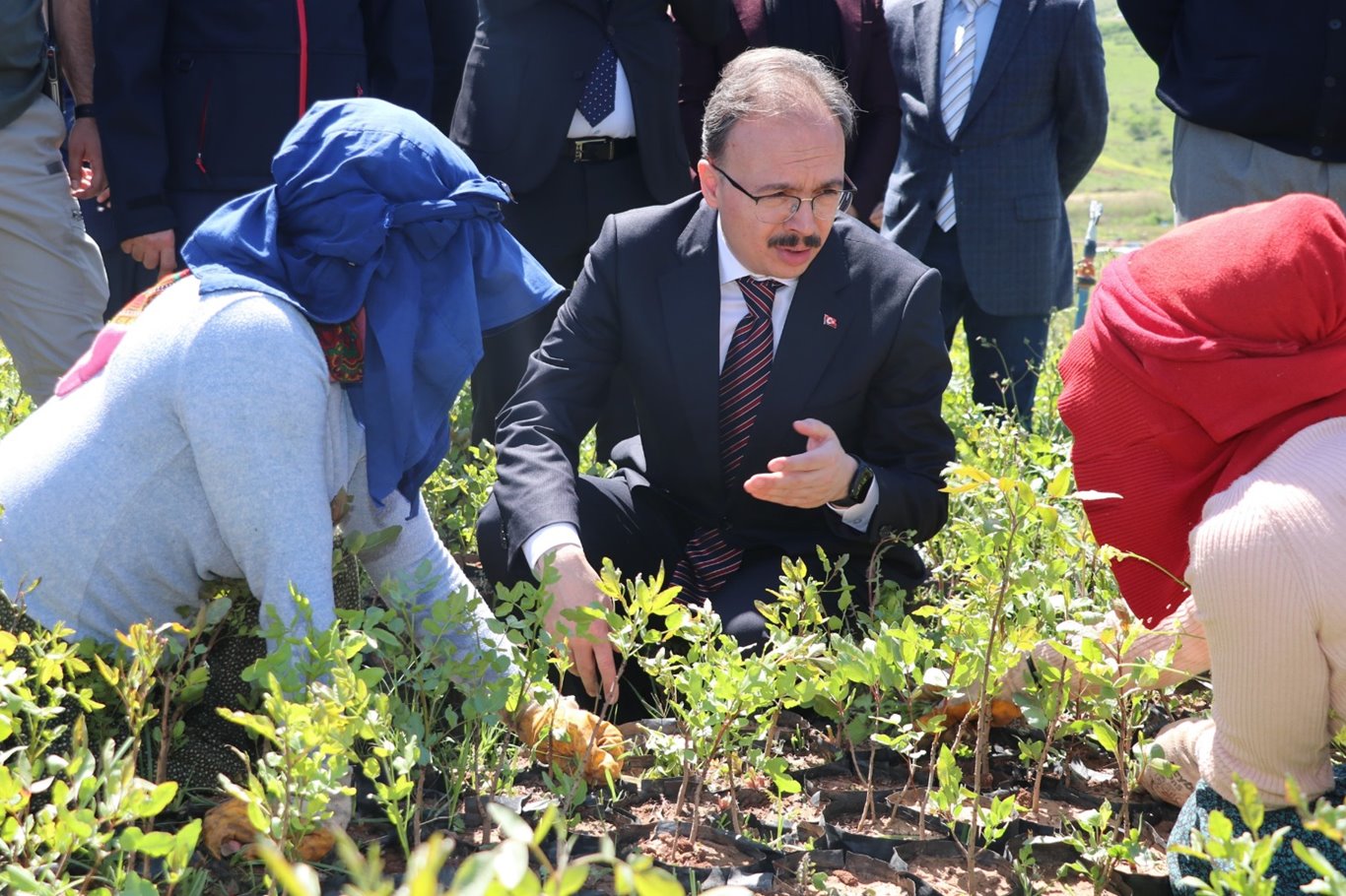 Siirt’te 125 bin adet Siirt fıstığı fidanı üreticilere dağıtıldı