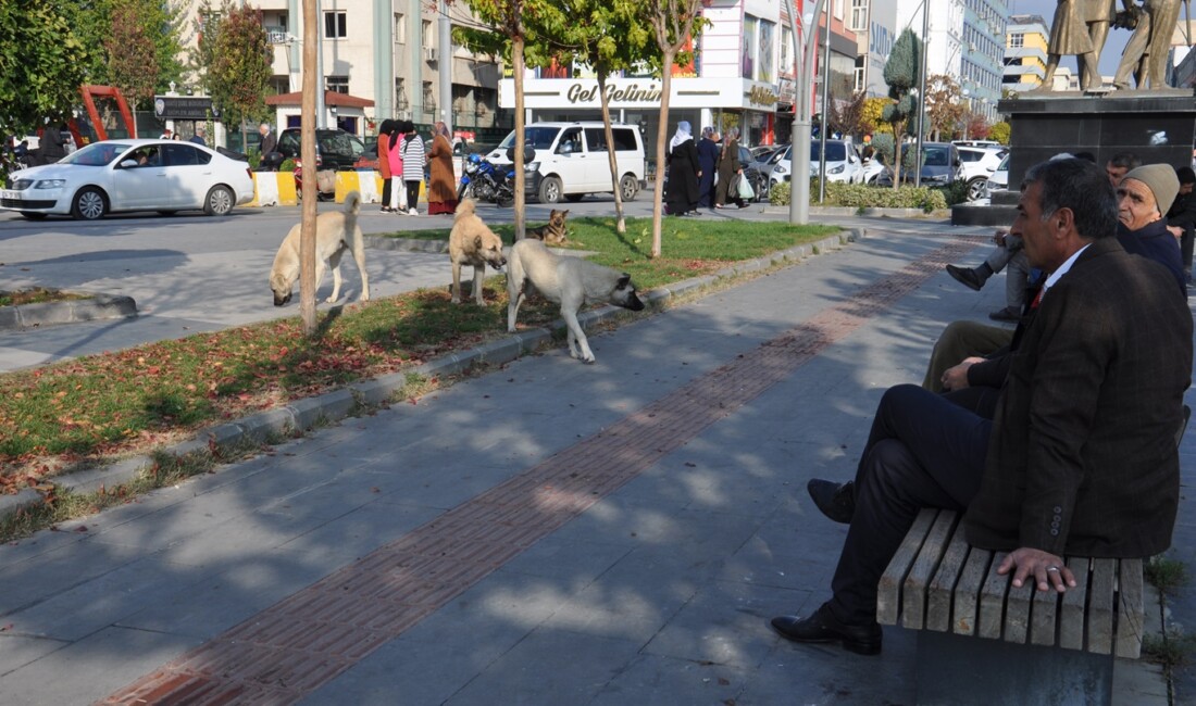 Veterinerlerin yaşadıkları sorun ve