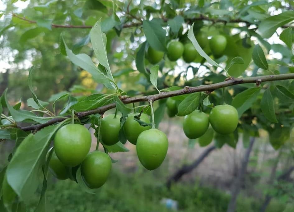 Diyarbakır Hani’de ağaçlar eriklendi