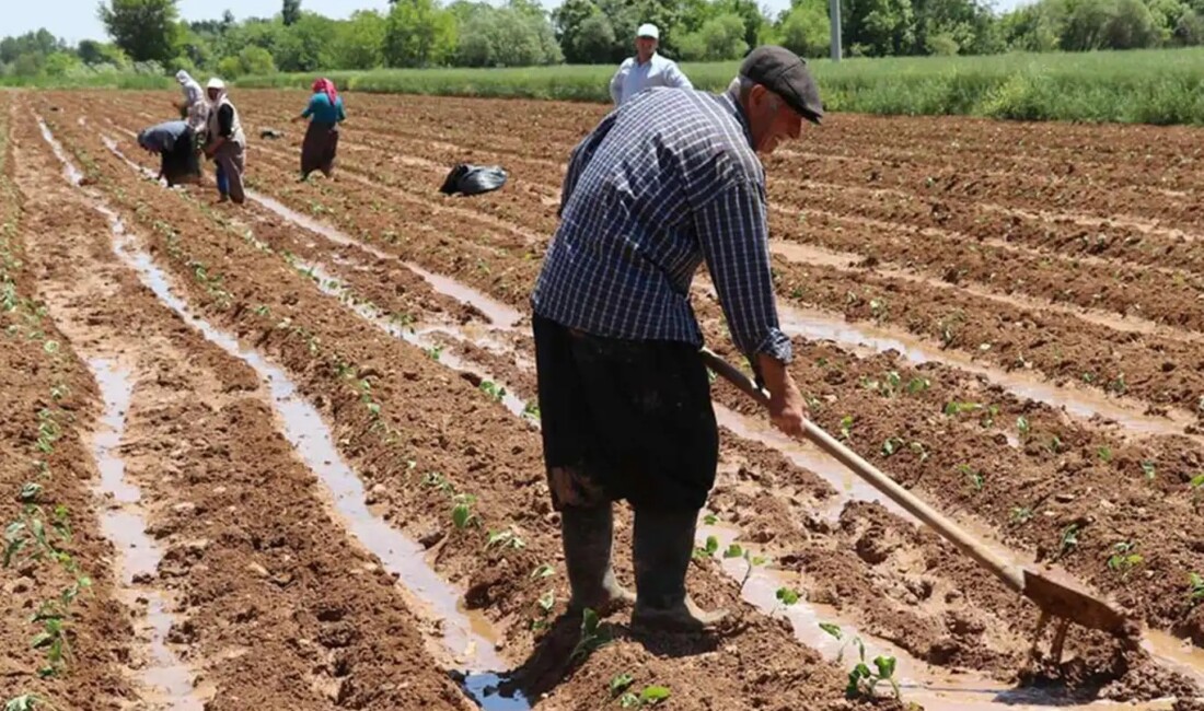 Tarım Ürünleri Üretici Fiyat