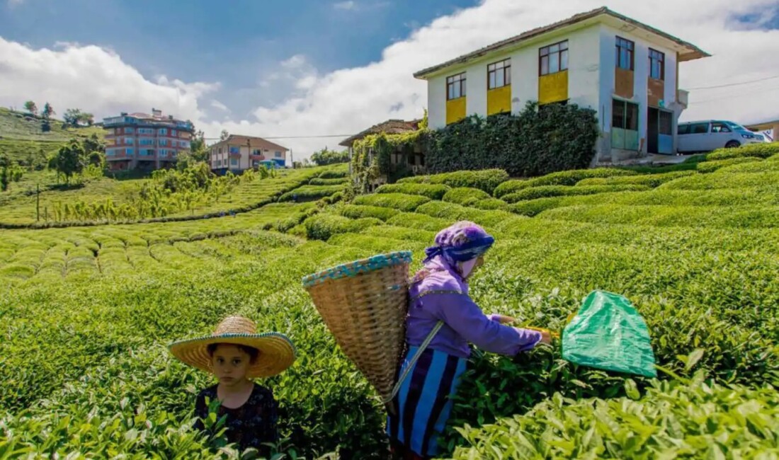 Rize Genel Müdürlüğü, farklı